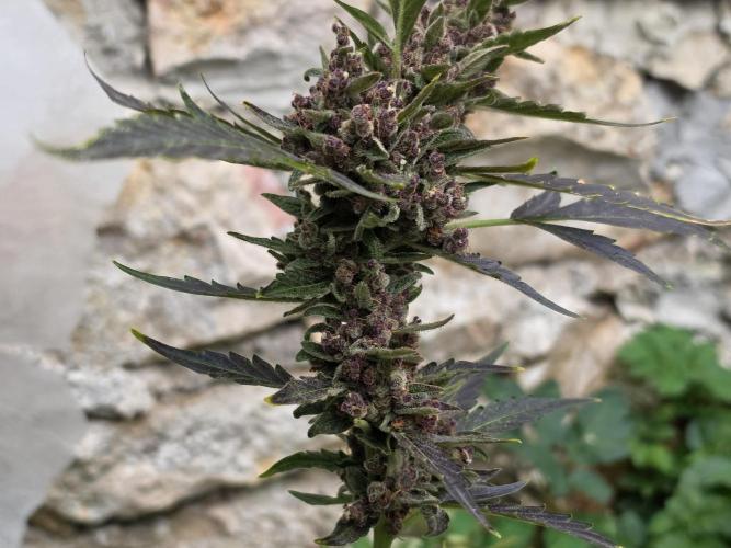 Outdoor haze 1. Week 14