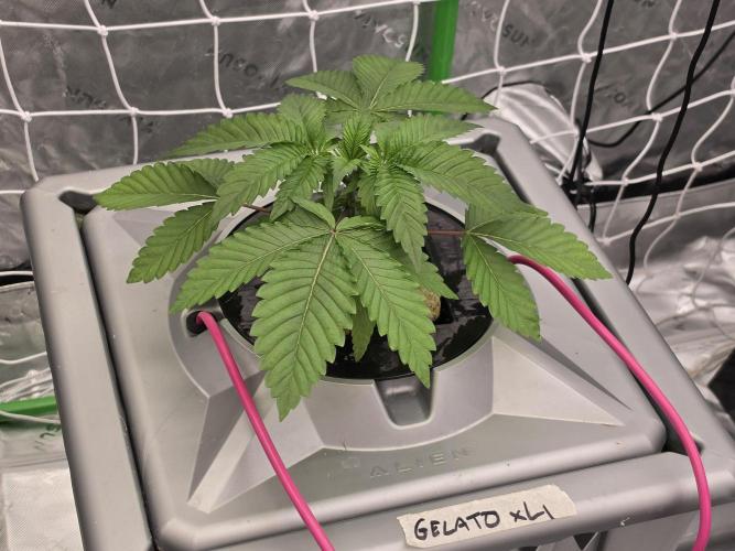 Aero Barney's Farm Gelato. Week 2