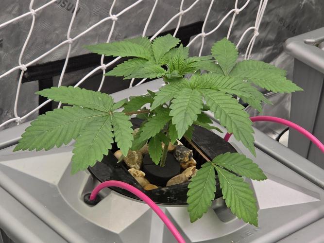 Aero Barney's Farm Gelato. Week 2