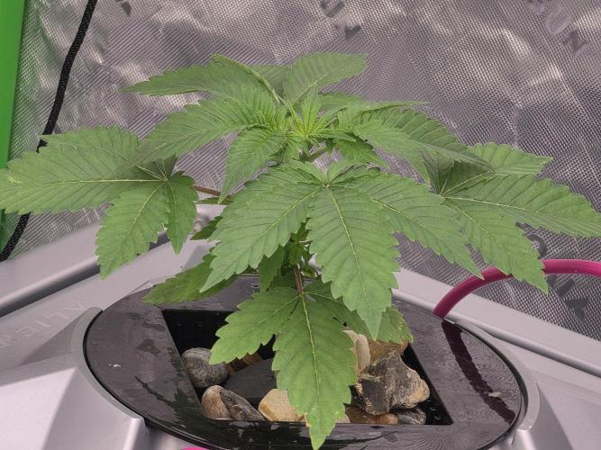 Aero Barney's Farm Gelato. Week 2