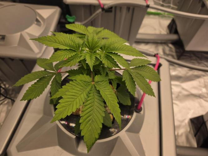 Aero Barney's Farm thin mint frosting. Week 3