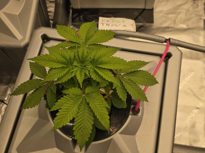 Aero Barney's Farm thin mint frosting. Week 3