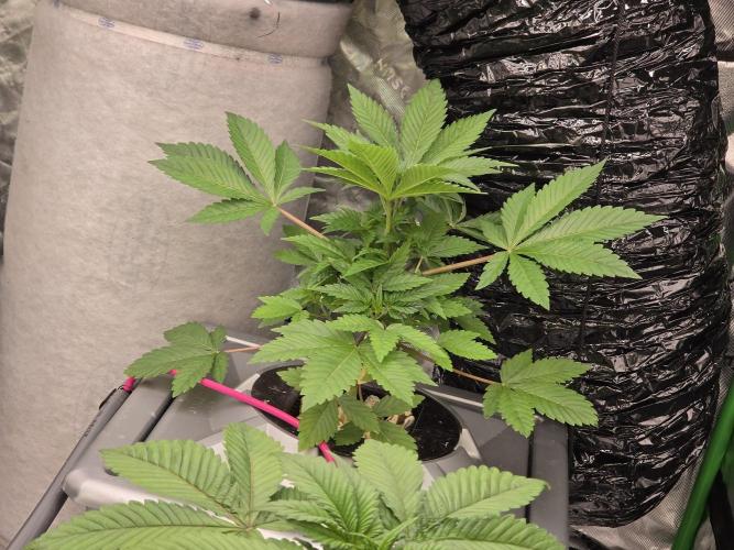 Aero Barney's Farm L.S.D. Week 3