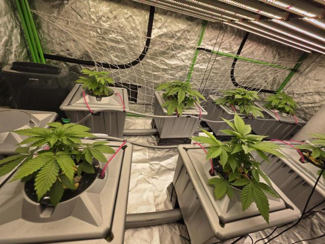 Grow Tent S105 120x60x80. Week 3