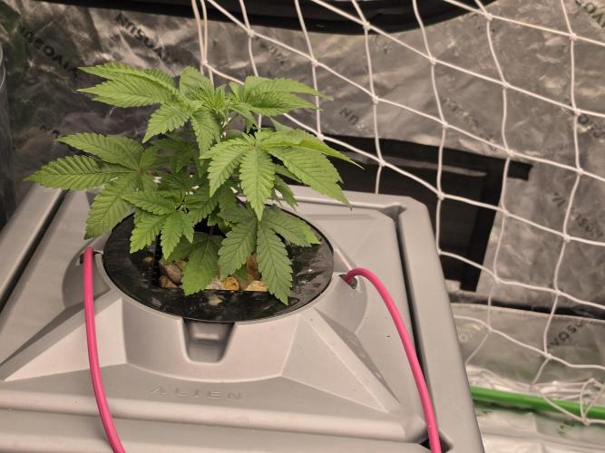 Aero Barney's Farm Gelato. Week 3