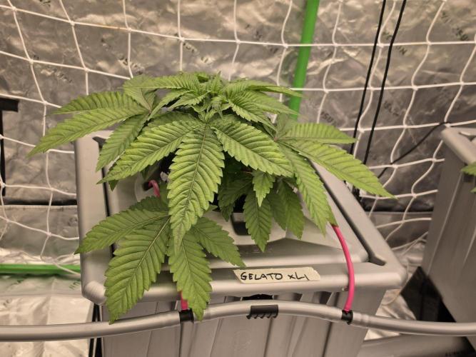 Aero Barney's Farm Gelato. Week 3