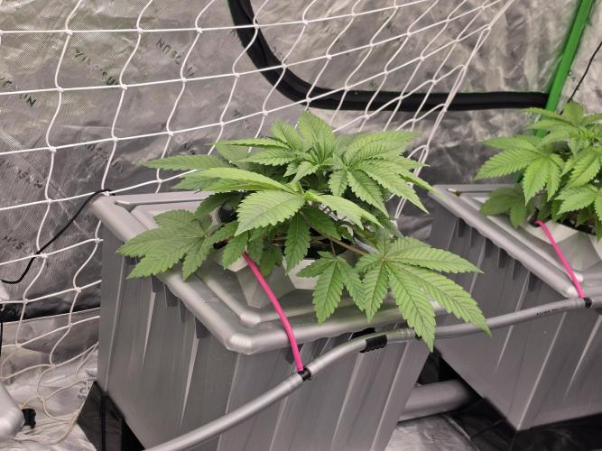 Aero Barney's Farm Gelato. Week 3