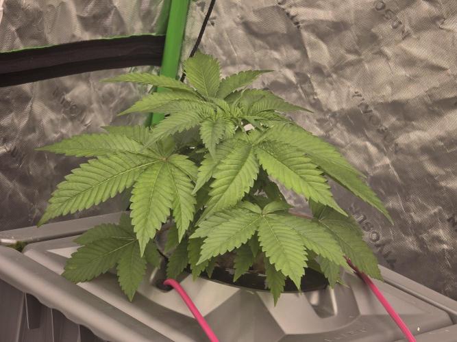 Aero Barney's Farm Gelato. Week 3