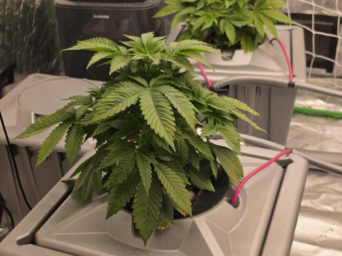 Aero Barney's Farm thin mint frosting. Week 4