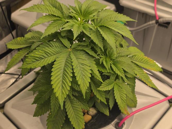 Aero Barney's Farm thin mint frosting. Week 4