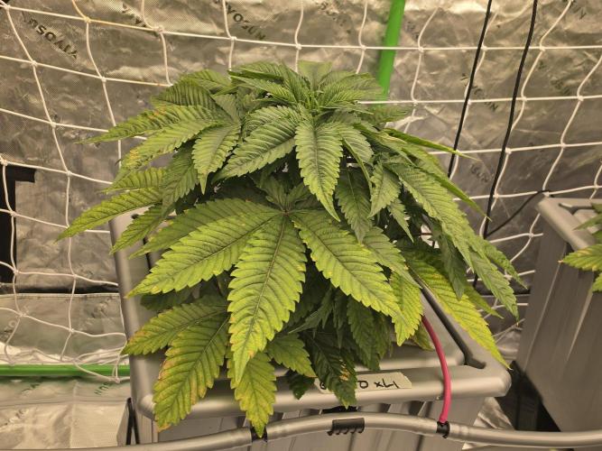 Aero Barney's Farm Gelato. Week 4