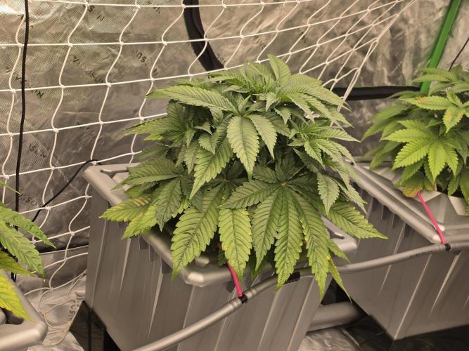 Aero Barney's Farm Gelato. Week 4