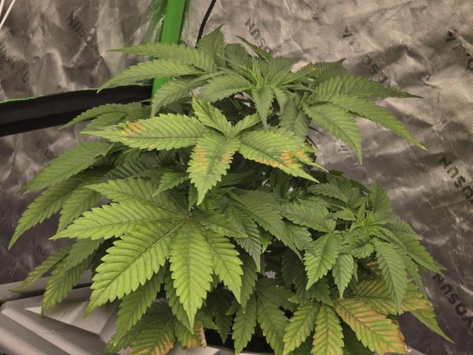 Aero Barney's Farm Gelato. Week 4