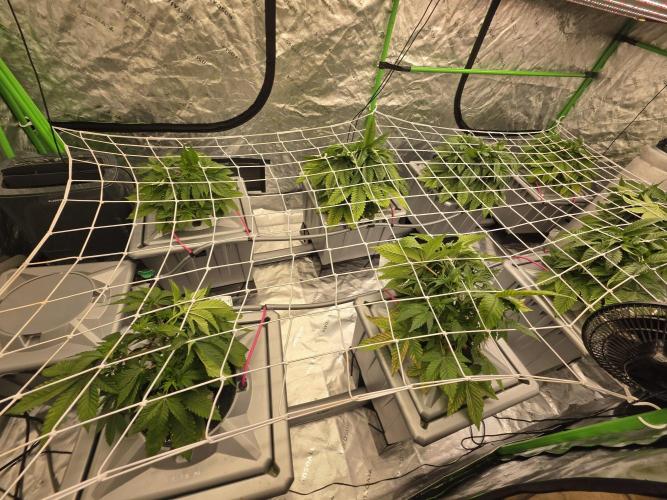Aero Barney's Farm Gelato. Week 4