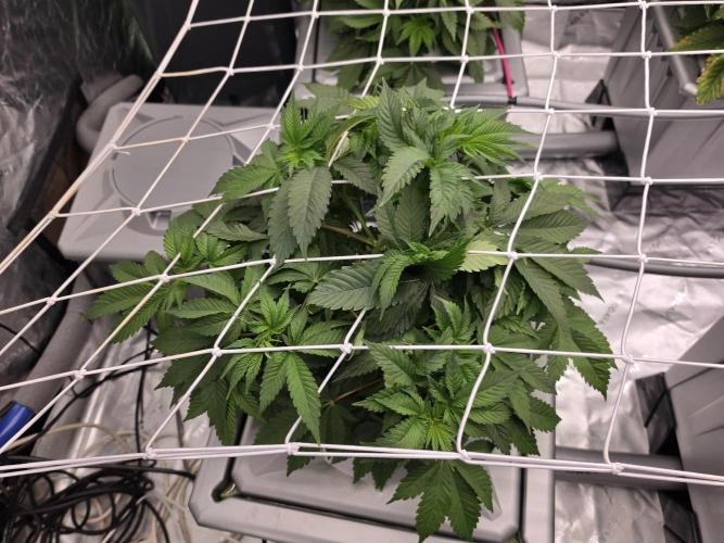 Aero Barney's Farm thin mint frosting. Week 5