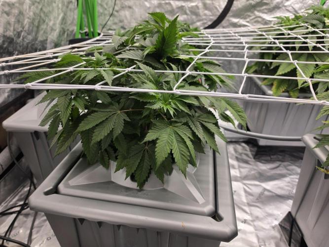 Aero Barney's Farm thin mint frosting. Week 5