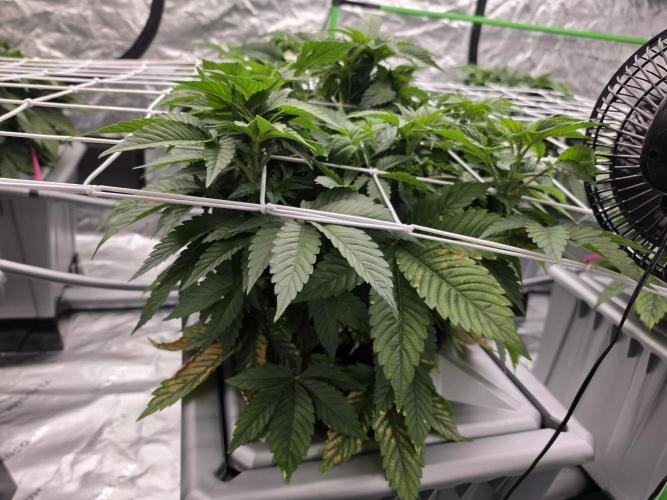 Aero Barney's Farm L.S.D. Week 5