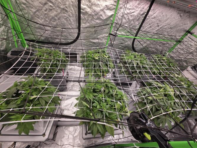 Gelato. Week 5