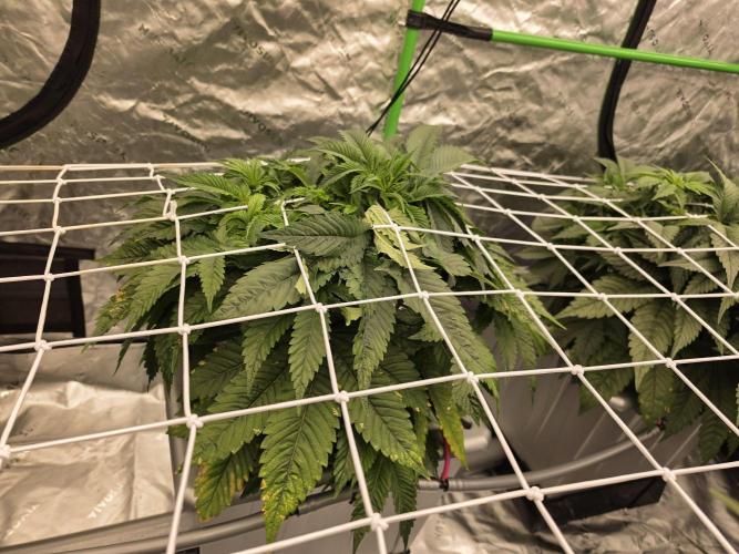 Aero Barney's Farm Gelato. Week 5