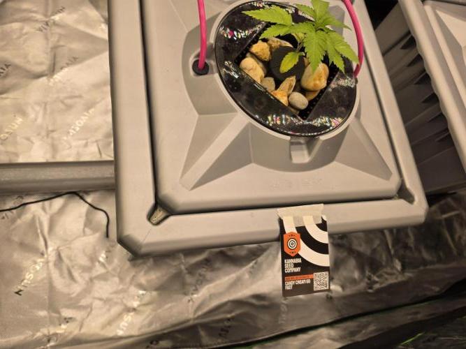 Aero #kannabia Candy cream go fast. Week 2