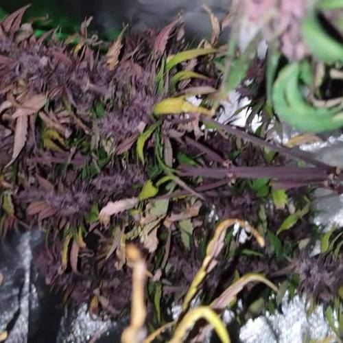 Dutch Passion auto Forbidden Cherry 
