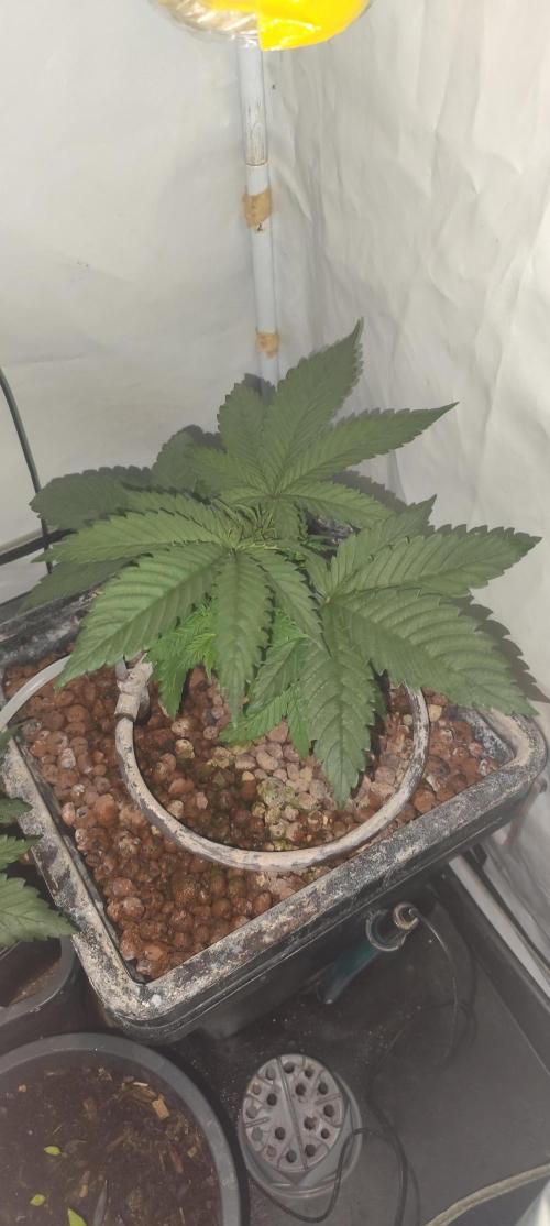 Ambient Q60+. Week 8