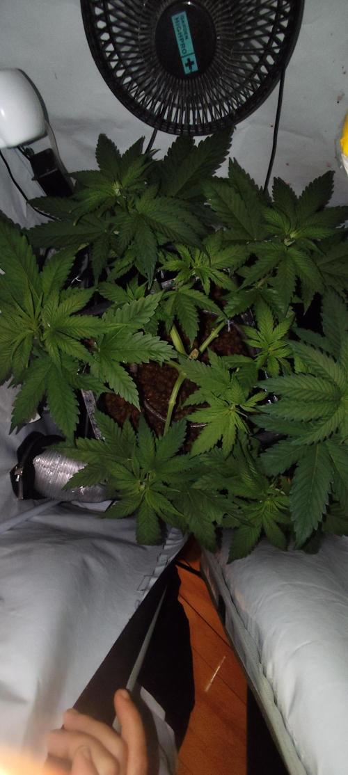 Ambient Q60+. Week 1