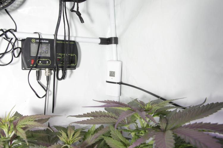 HiFi 4G. Week 13