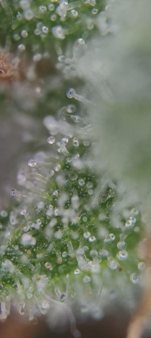 HiFi 4G. Week 17