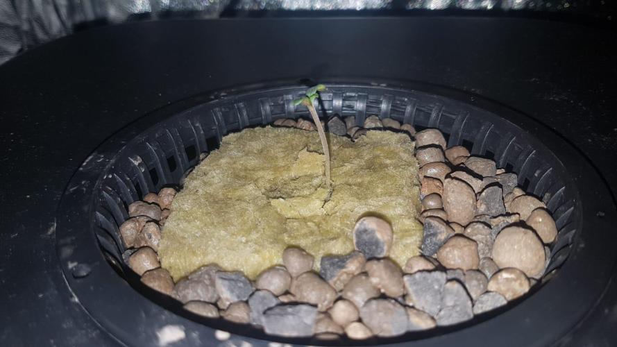 RQS SweetZZ DWC Hydroponics. Week 0 - 14/04 - Day 5 . Plant 2