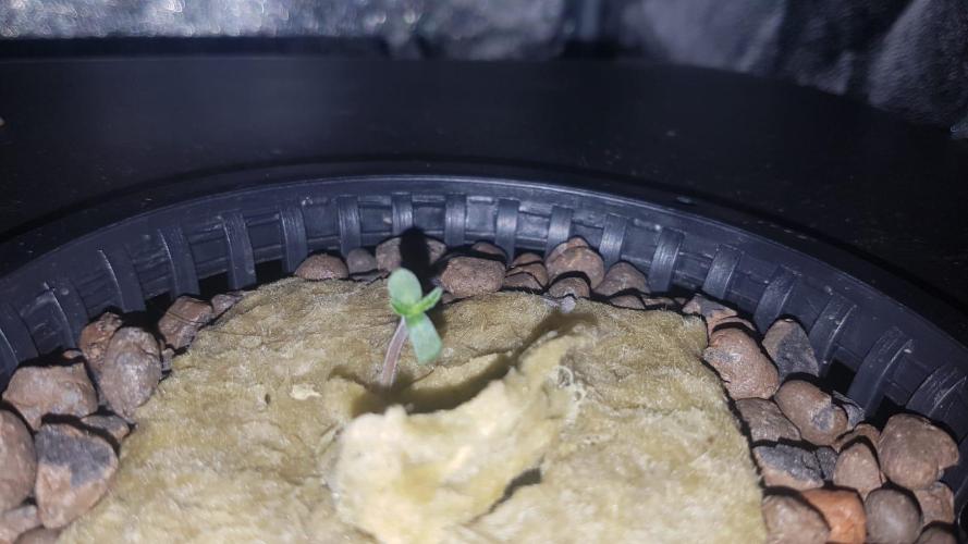 RQS SweetZZ DWC Hydroponics. Week 0 - 14/04 - Day 5 . Plant 1