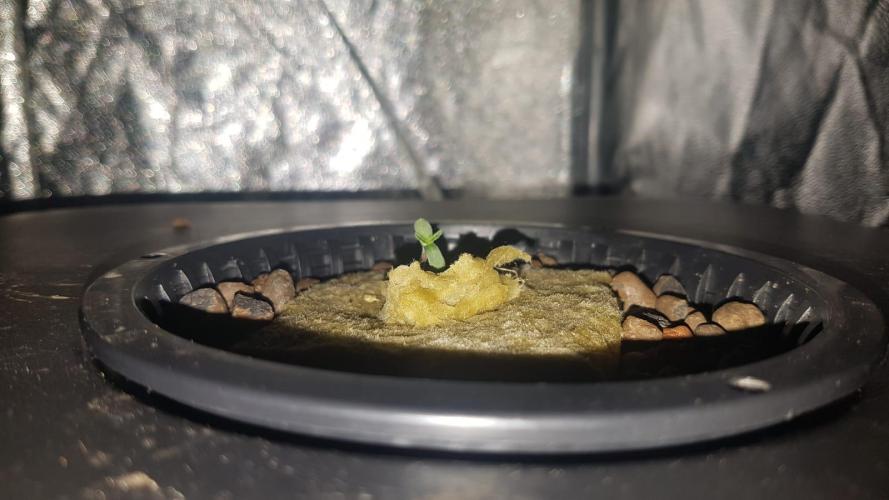 RQS SweetZZ DWC Hydroponics. Week 0 - 14/04 - Day 5 . Plant 1