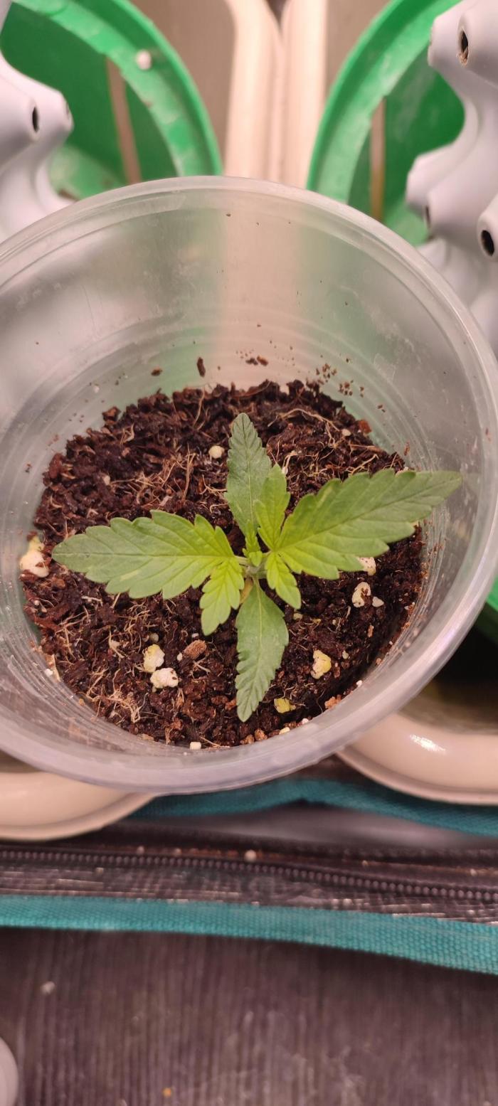 Проверка на прочность. Week 1