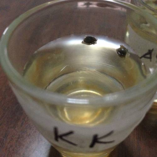 Miltiple Strain grow. Week 1