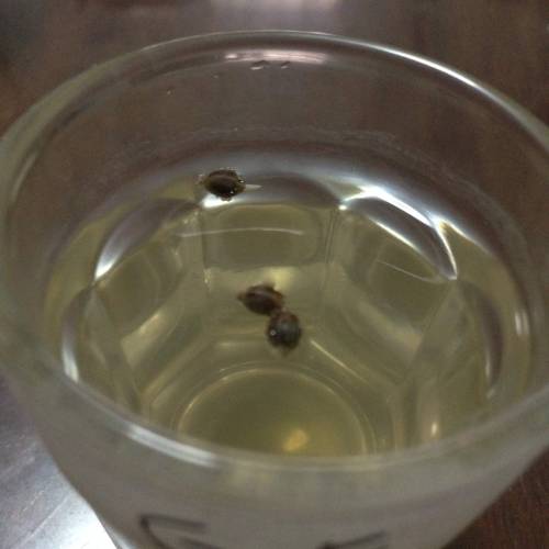 Miltiple Strain grow. Week 1