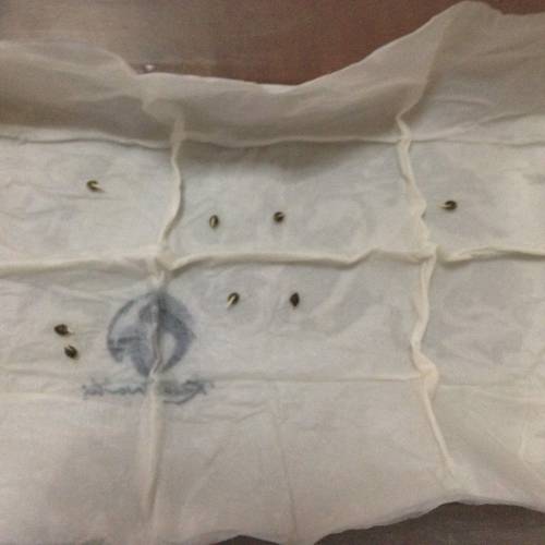 Miltiple Strain grow. Week 1 - paper towel method