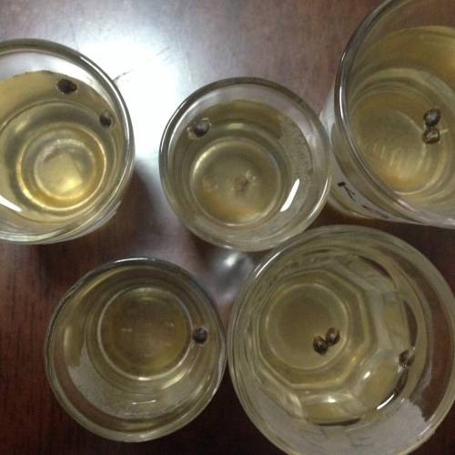 Miltiple Strain grow. Week 1