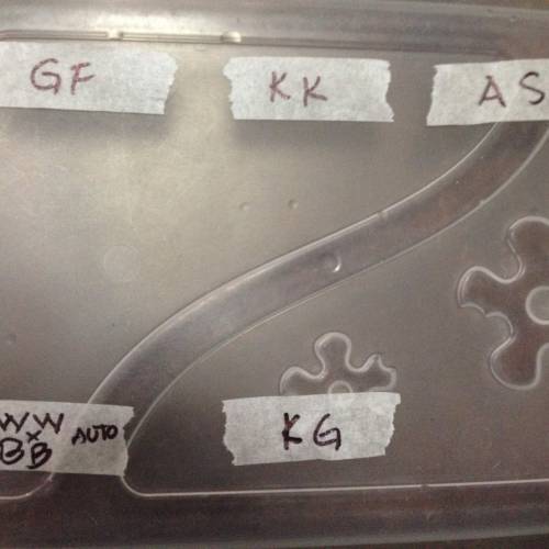 Miltiple Strain grow. Week 1