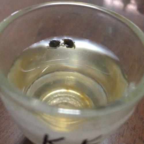 Miltiple Strain grow. Week 1