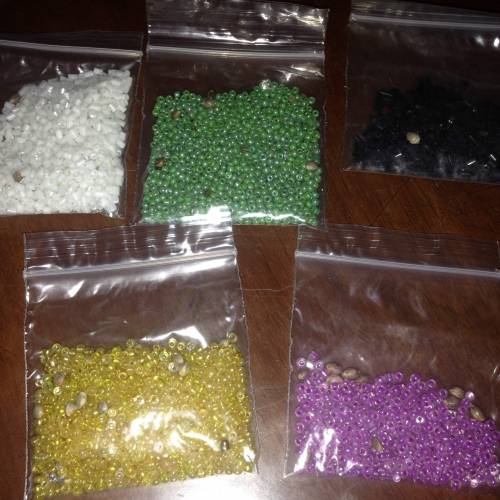 Miltiple Strain grow. Week 1