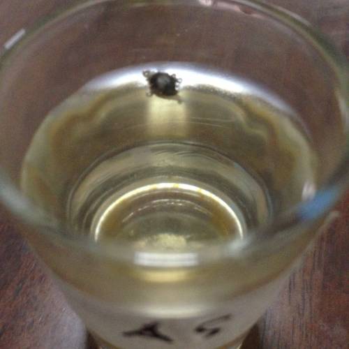 Miltiple Strain grow. Week 1