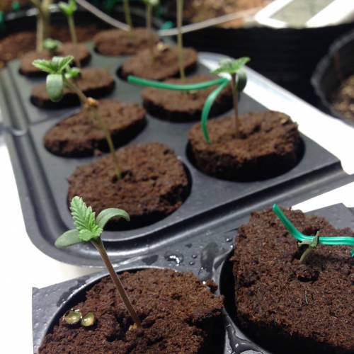 Miltiple Strain grow. Week 1