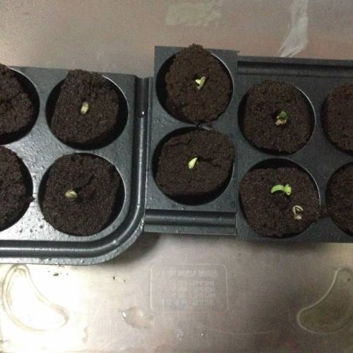 Miltiple Strain grow. Week 1 - Transplant to rapid rooter