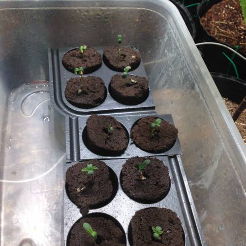 Miltiple Strain grow. Week 1 - sprouting