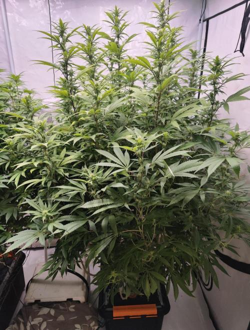 Pink Gelato in Jacuzzi. Week 19 - Before 