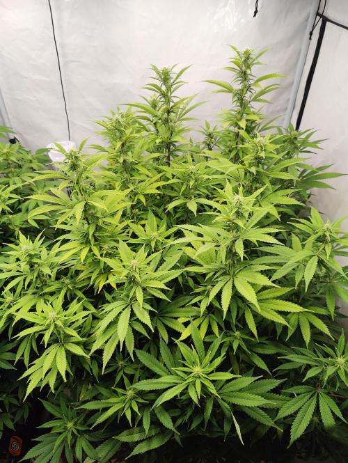 Pink Gelato in Jacuzzi. Week 19 - Before