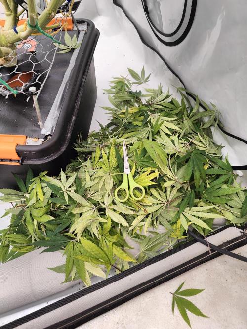 Pink Gelato in Jacuzzi. Week 19 - Some leaf's.