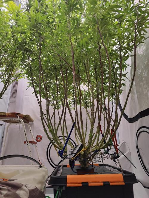 Pink Gelato in Jacuzzi. Week 19 - Downstairs 