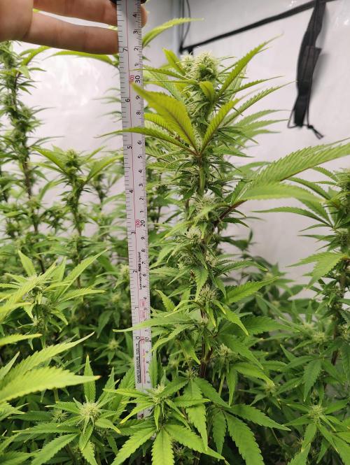 Pink Gelato in Jacuzzi. Week 19 - 30cm Hung