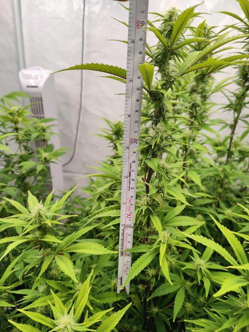 Pink Gelato in Jacuzzi. Week 19 - 30vm